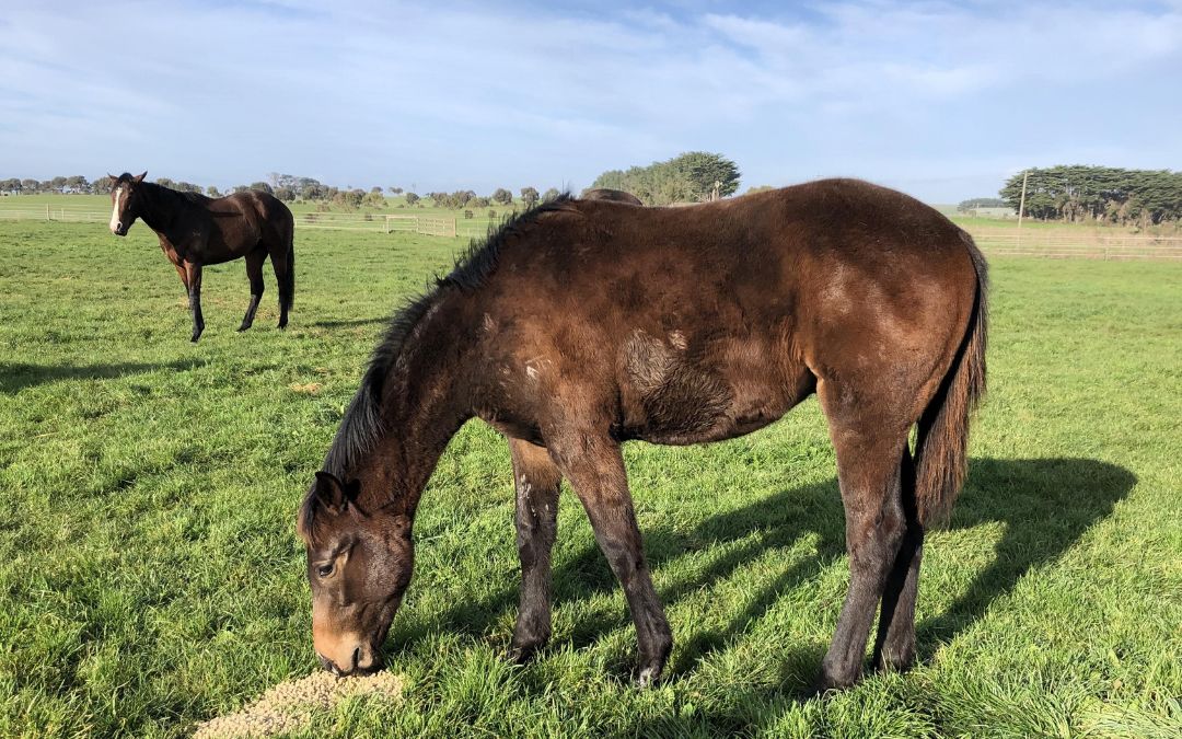 Tosen Stardom x Petroica thoroughbred weanling colt July 2020