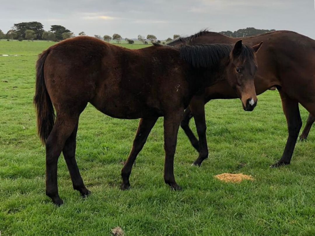 Tosen Stardom x Petroica colt September 2020