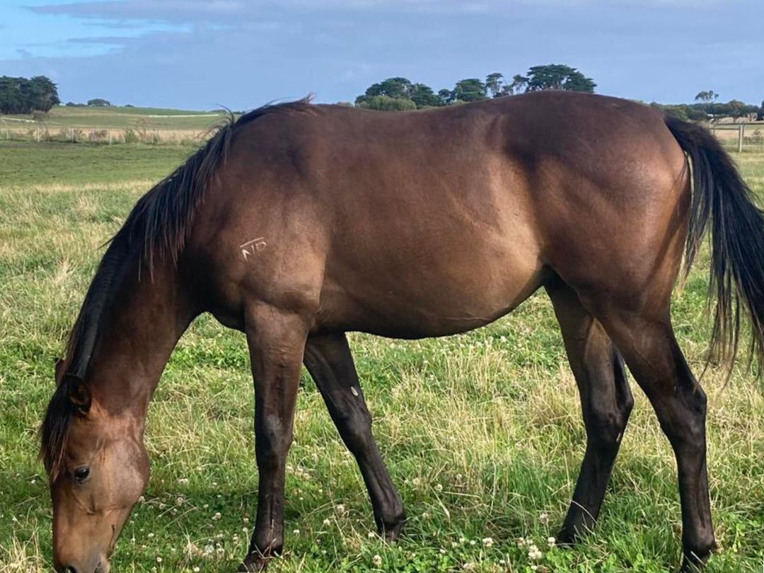 Tosen Stardom x Petroica colt February 2021