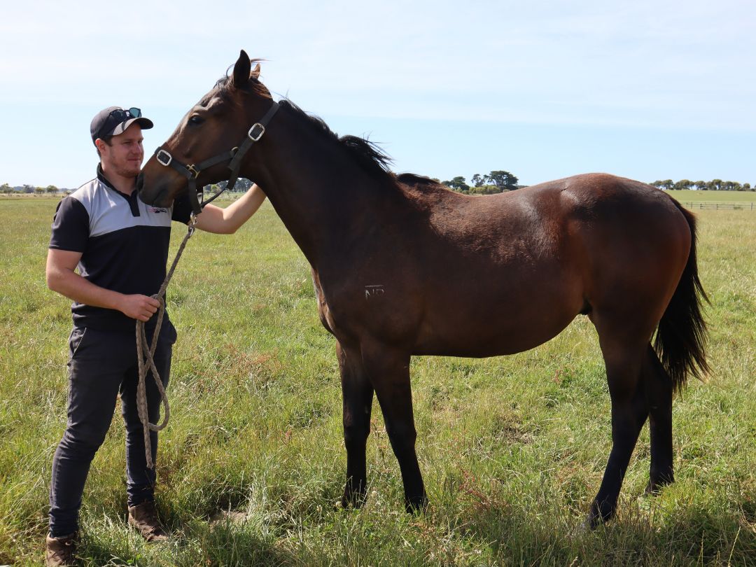 Tosen Stardom x Petroica colt December 2020