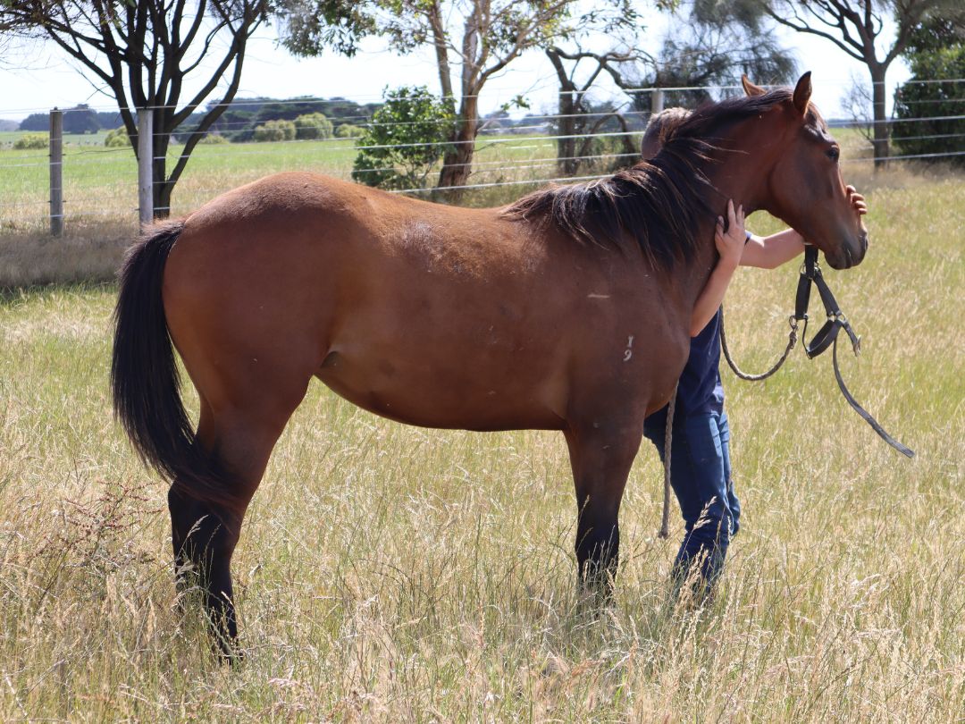 Artie Schiller x Lady Paulina filly December 2020