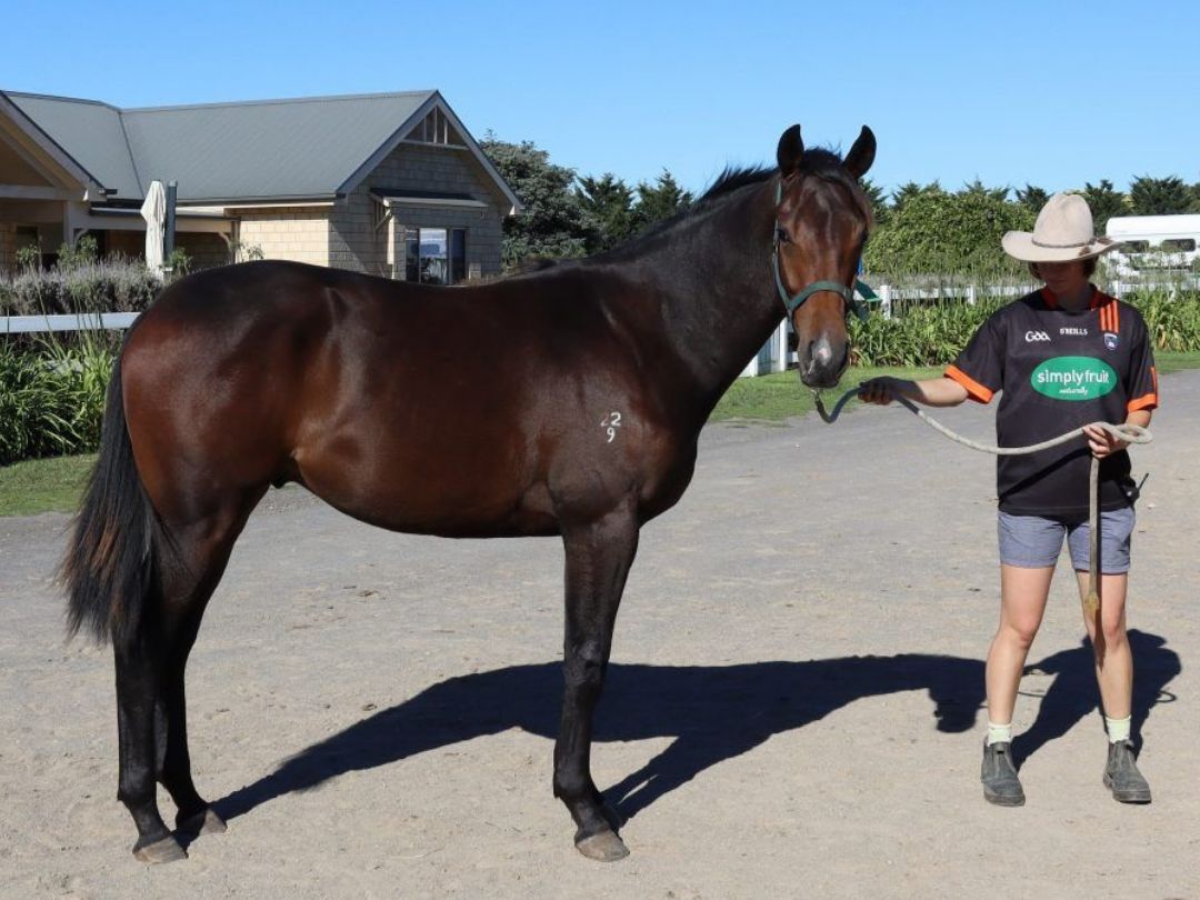 Tosen Stardom x Petroica colt March 2021