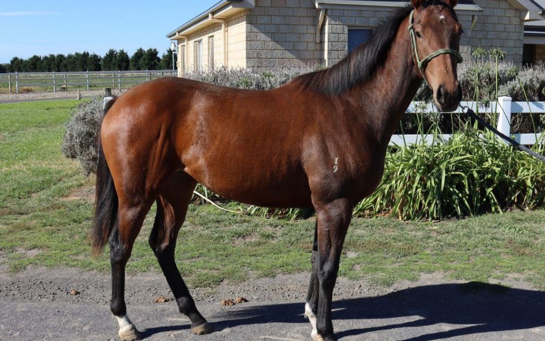 Artie Schiller x Lady Paulina yearling March 2021