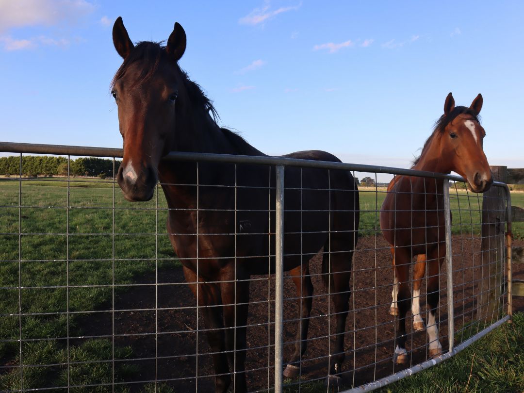 Tosen Stardom x Petroica colt with another horse at Wilde Racing May 2021