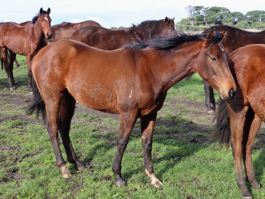 Artie Schiller x Lady Paulina yearling at Wilde Racing July 2021