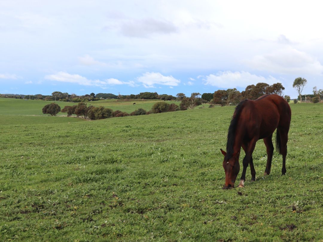 Artie Schiller x Lady Paulina yearling at Wilde Racing July 2021