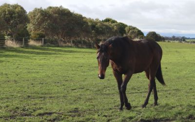 An update on our yearlings