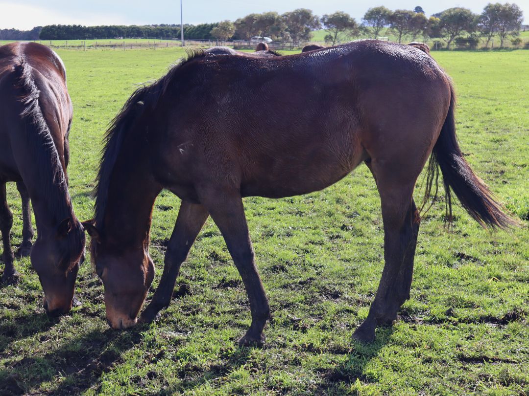 Tosen Stardom x Petroica yearling at Wilde Racing July 2021