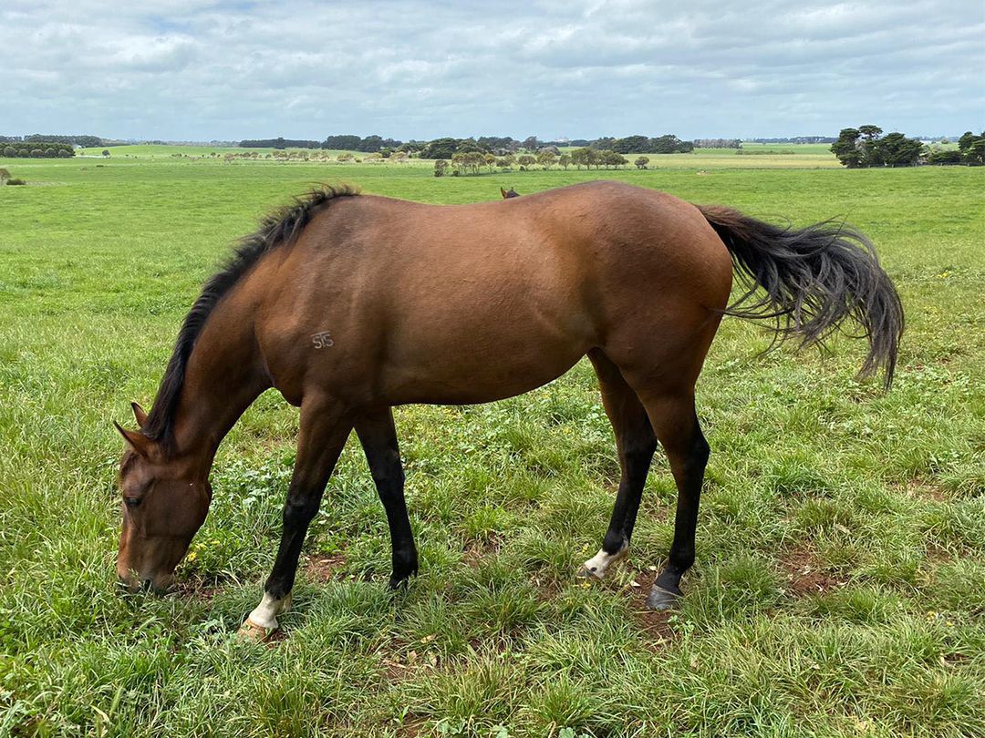 Artie Schiller x Lady Paulina filly at Wilde Racing November 2021