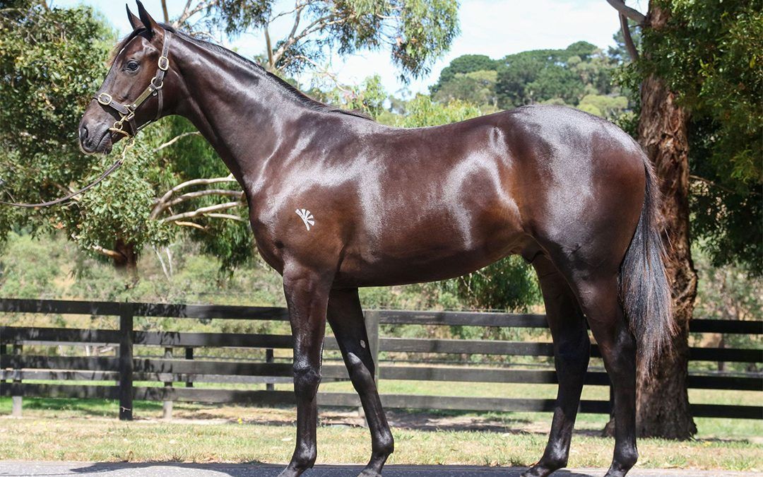 Australian racehorse shares available now: Harry Angel x Catskill Roc colt