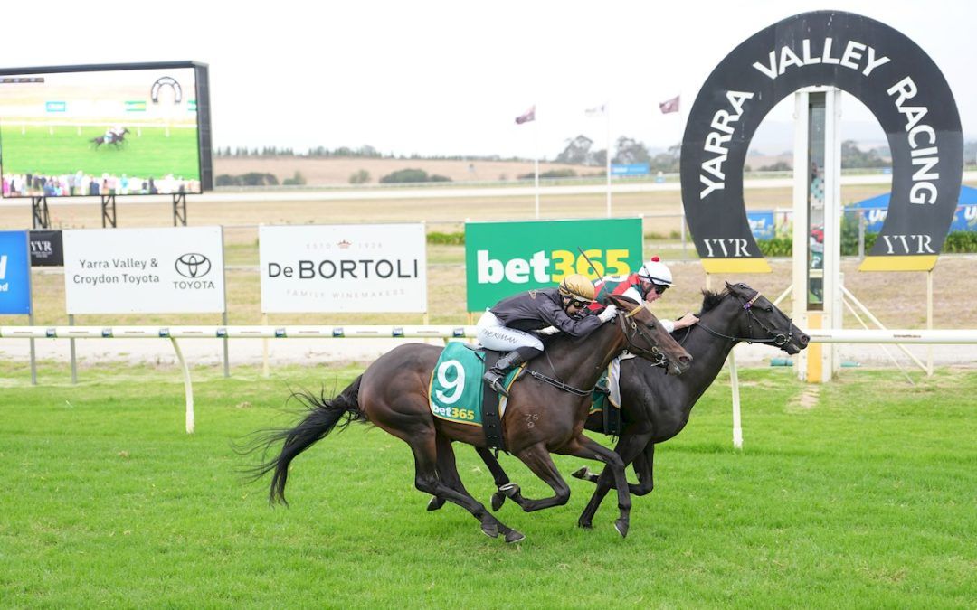 Papal Army (NZ)
