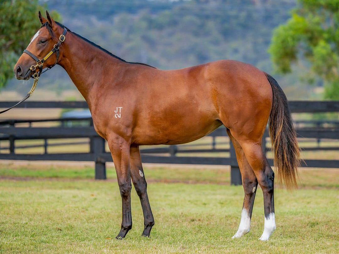 Racehorse Ownership Opportunities: Pierata x So Far Sokool Filly