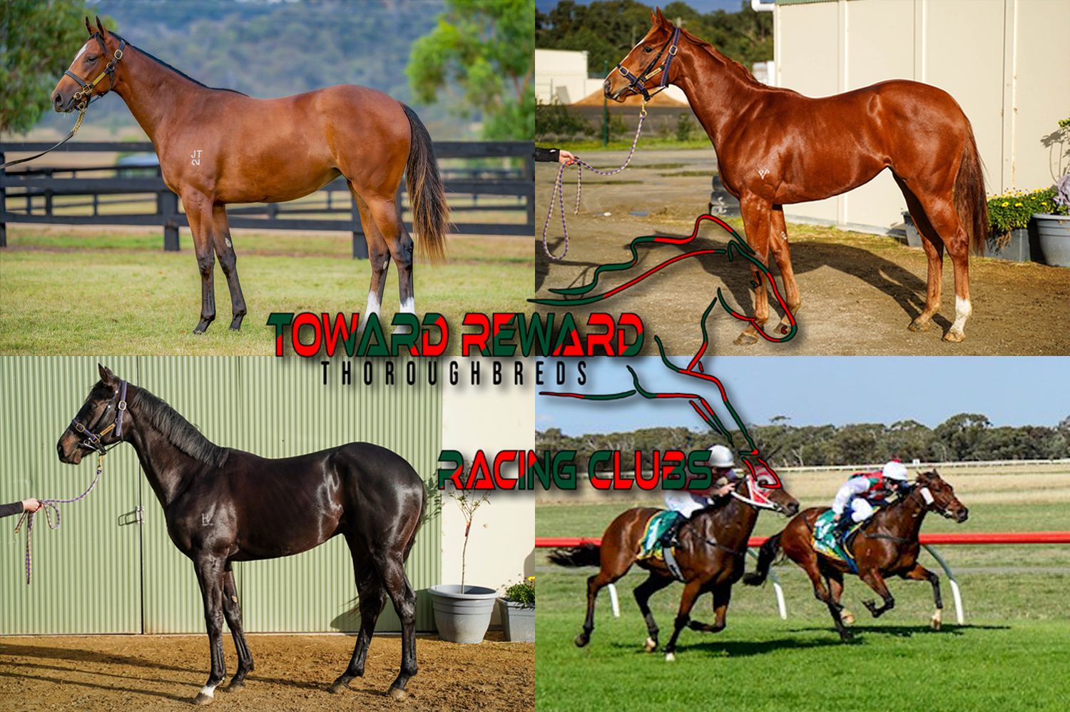 TR RACING CLUBS - Toward Reward Thoroughbreds