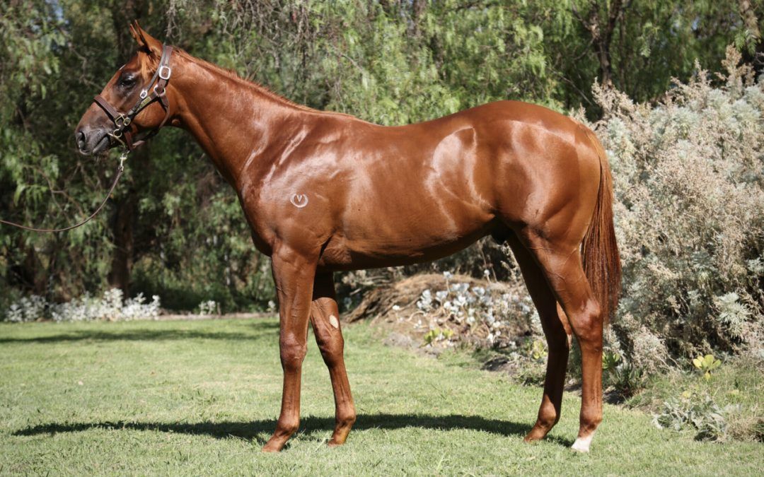 Kermadec (NZ) – Exceedingly French