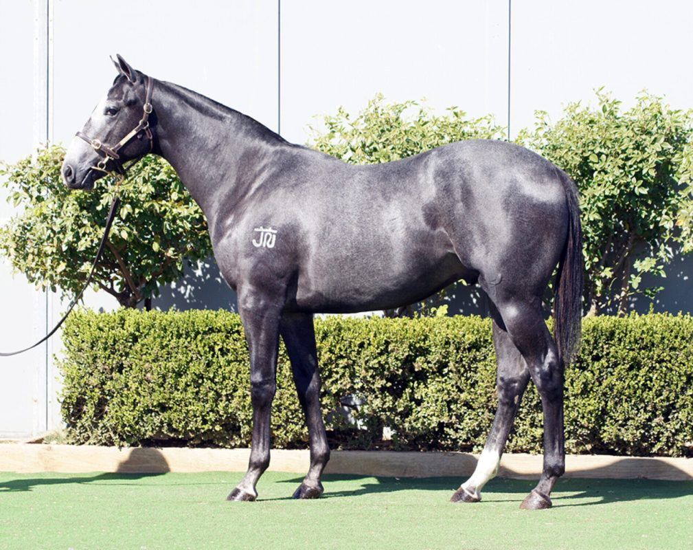 D’Argento X Queen Of Manhattan