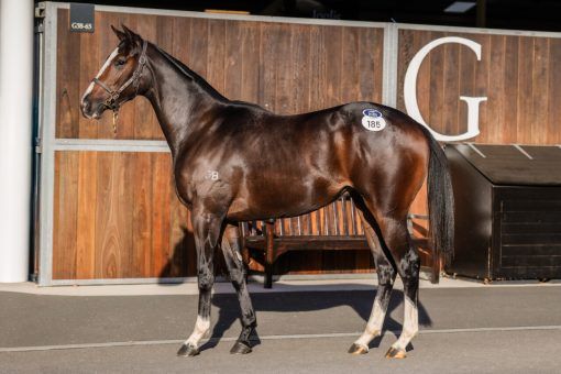 North Pacific x No Sail