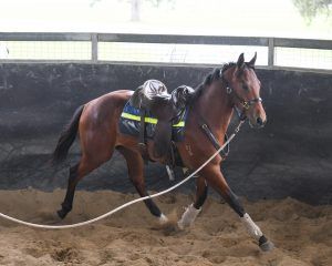 Join Kendrick Racing Kendrick Racing Stables