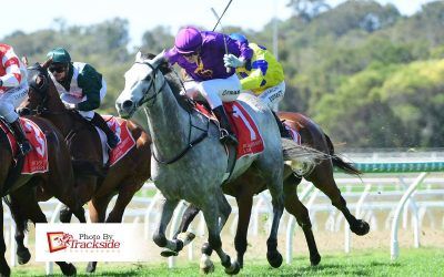 Imported stayer and sprinter turn heads