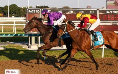 Galloper ‘stars’ on the Gold Coast poly track