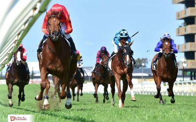 Promising Zoustar gelding to chase Magic Millions riches