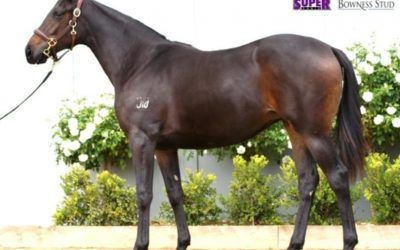 Get involved in this lovely Domesday filly!
