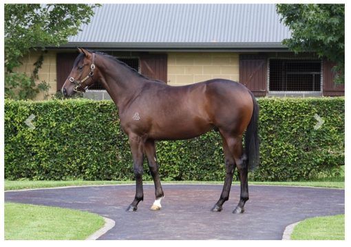 PALACE PIER X JYOTI GELDING