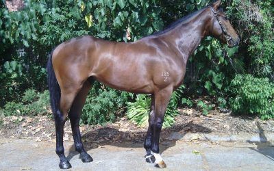 RACE A MAGIC MILLIONS 2YO BY TESTA ROSSA