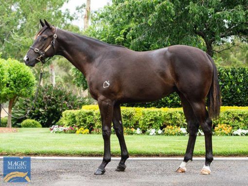 More Than Ready X All Enfield