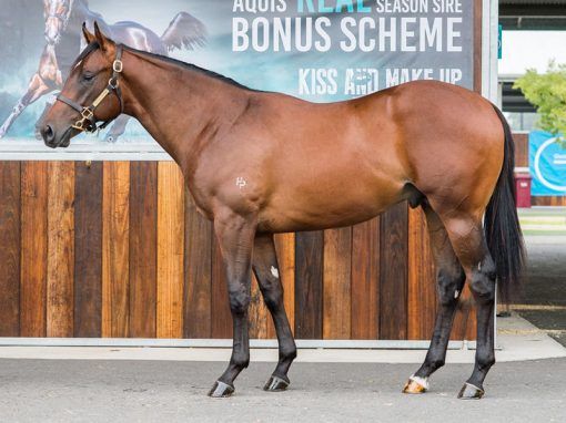 Wandjina X Total Response Colt