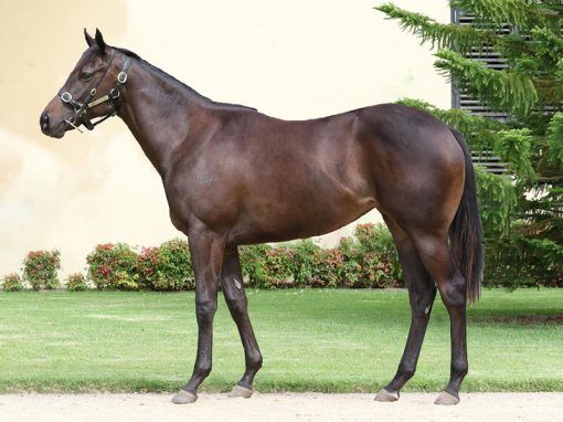 Alpine Eagle X Must Be Mink Filly