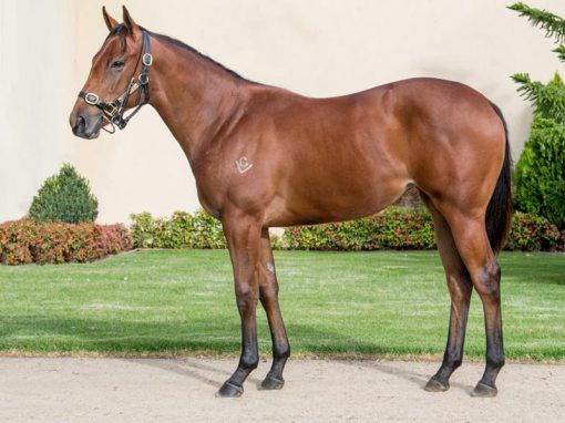 Magnus X Winta Chiller Filly