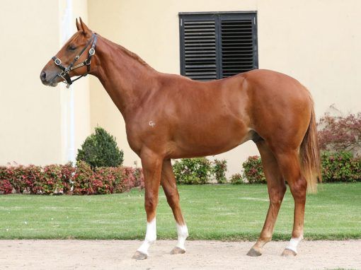 Starcraft X Ininthree