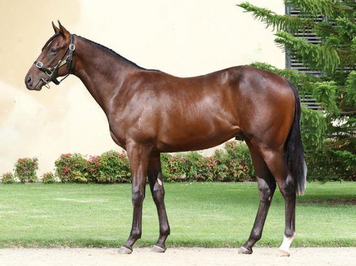 Toronado X Space Trip