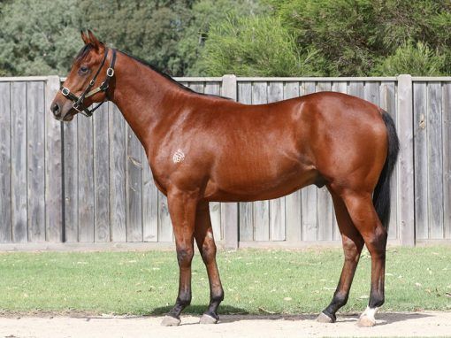 Stryker X Prospect Royale