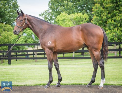 So You Think X Absolute Joy Colt