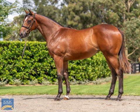 Redoute's Choice X Bubbleberry Filly