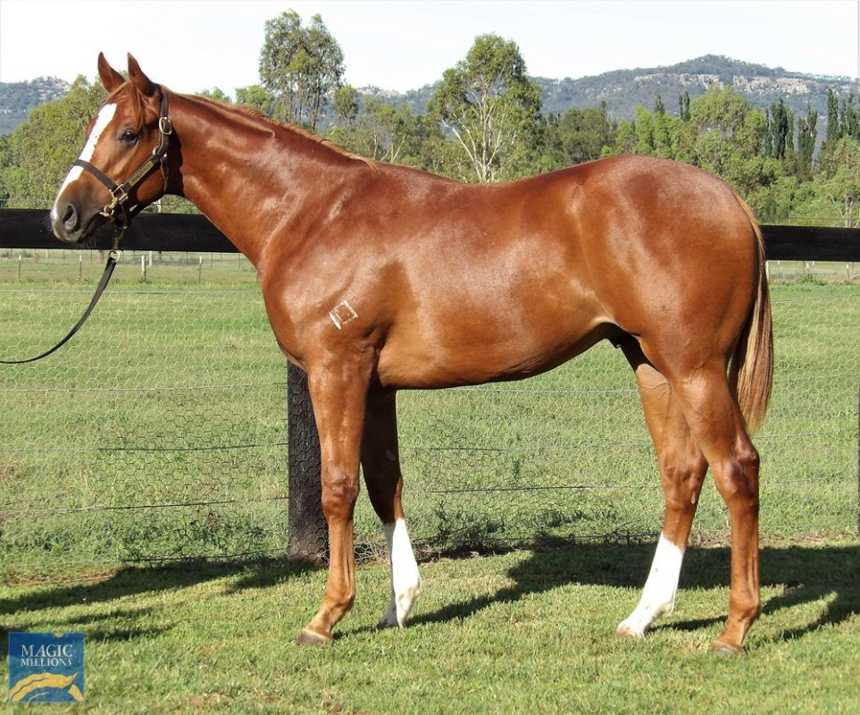 Zoustar X Cinderellas Secret Colt