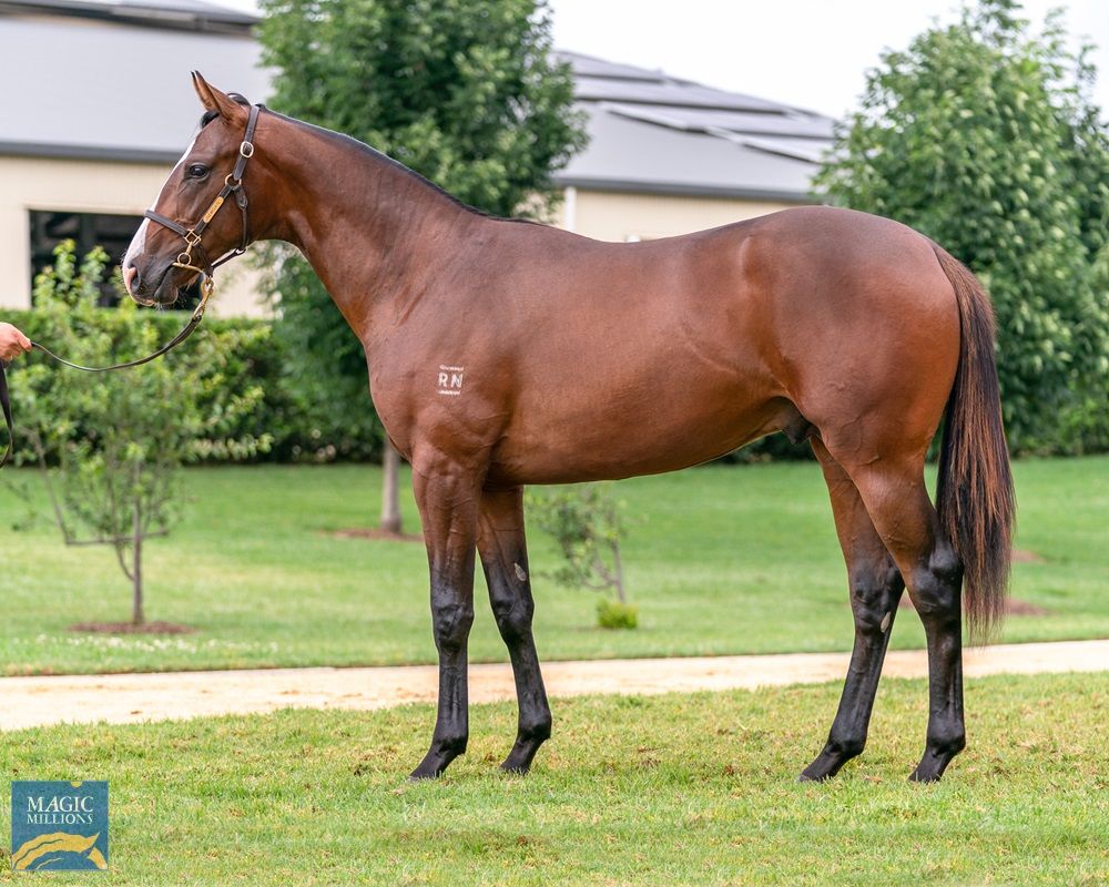 Highland Reel X Orcym Colt