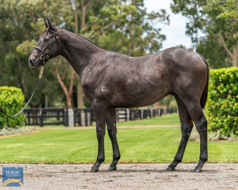 American Pharoah X Swift Lady Colt