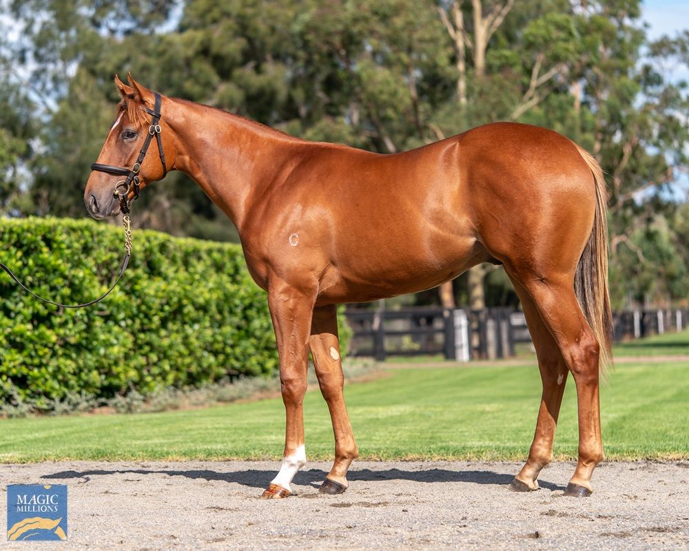 American Pharoah X Sundaze