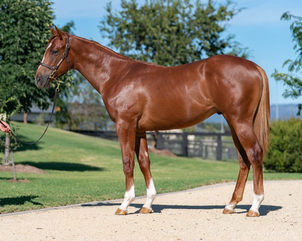 Russian Revolution X Lady Melksham