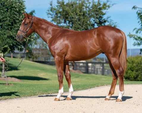 Russian Revolution X Lady Melksham