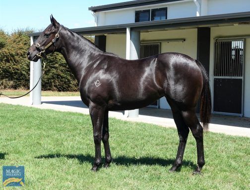 Lonhro X Time Commands Filly