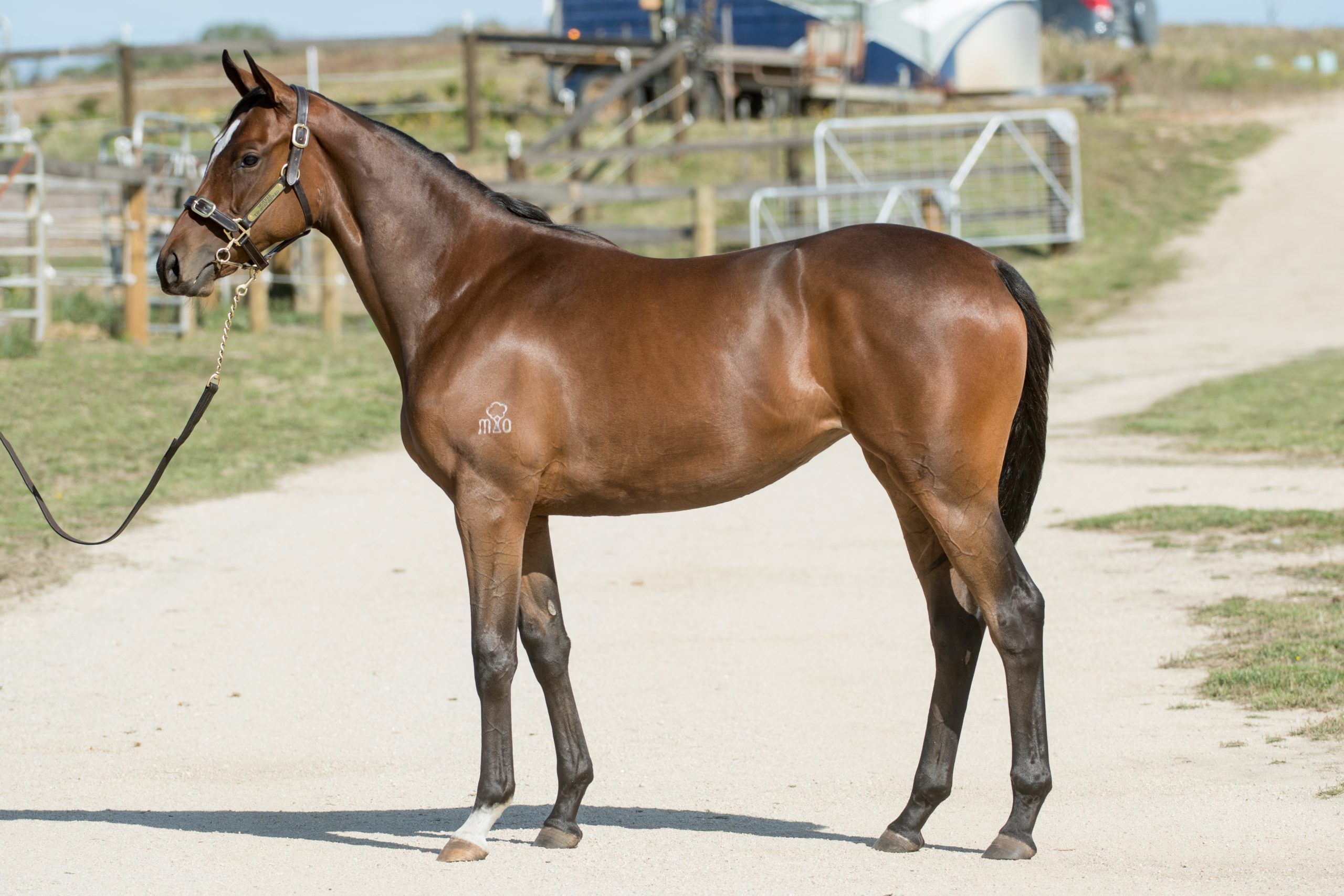 Lot 70, Toronado x Uberwald, Filly_10-02-21, Motree, Sharon Lee Chapman_0503 (1)