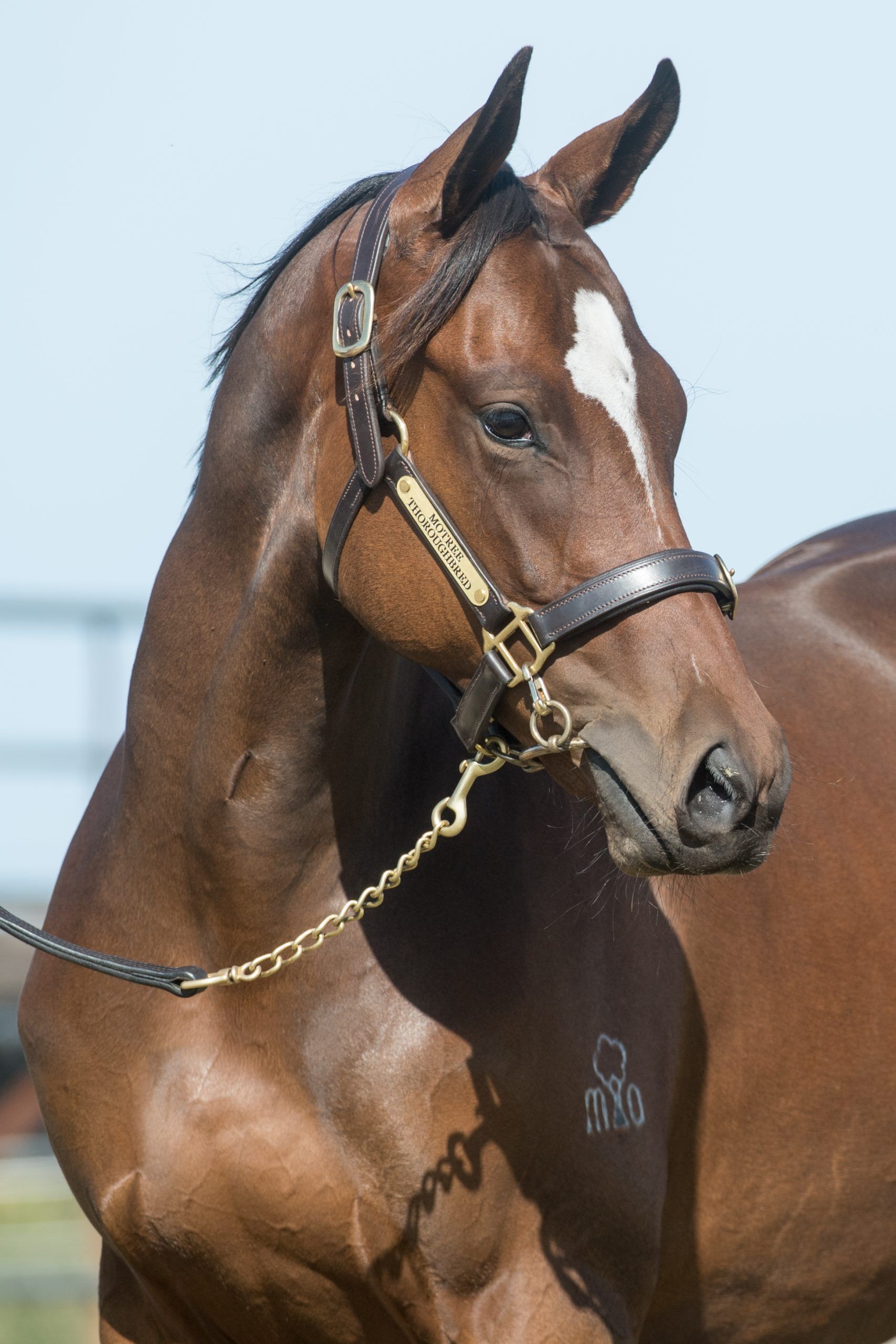 Lot 70, Toronado x Uberwald, Filly_10-02-21, Motree, Sharon Lee Chapman_0504