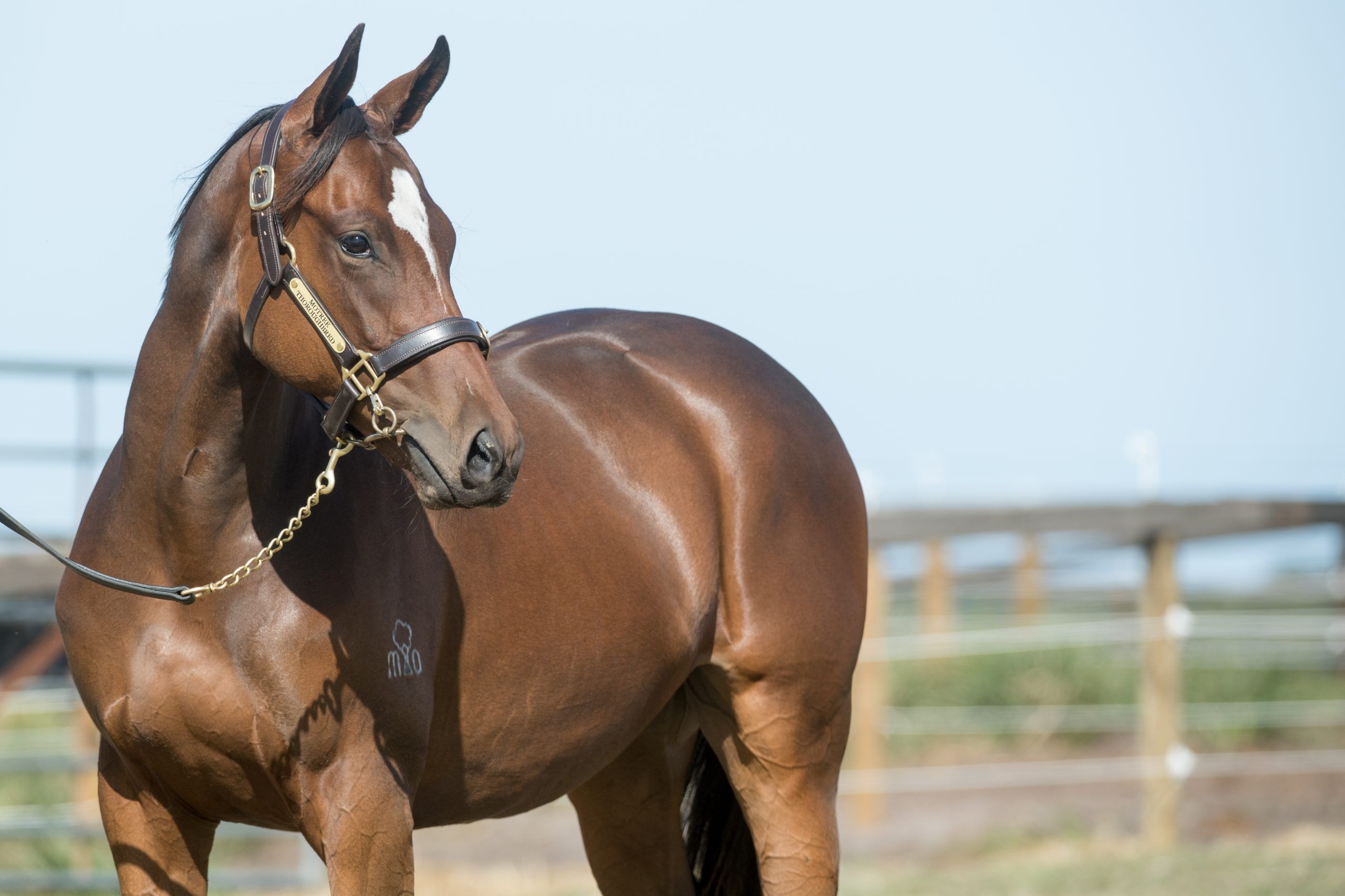 Lot 70, Toronado x Uberwald, Filly_10-02-21, Motree, Sharon Lee Chapman_0506
