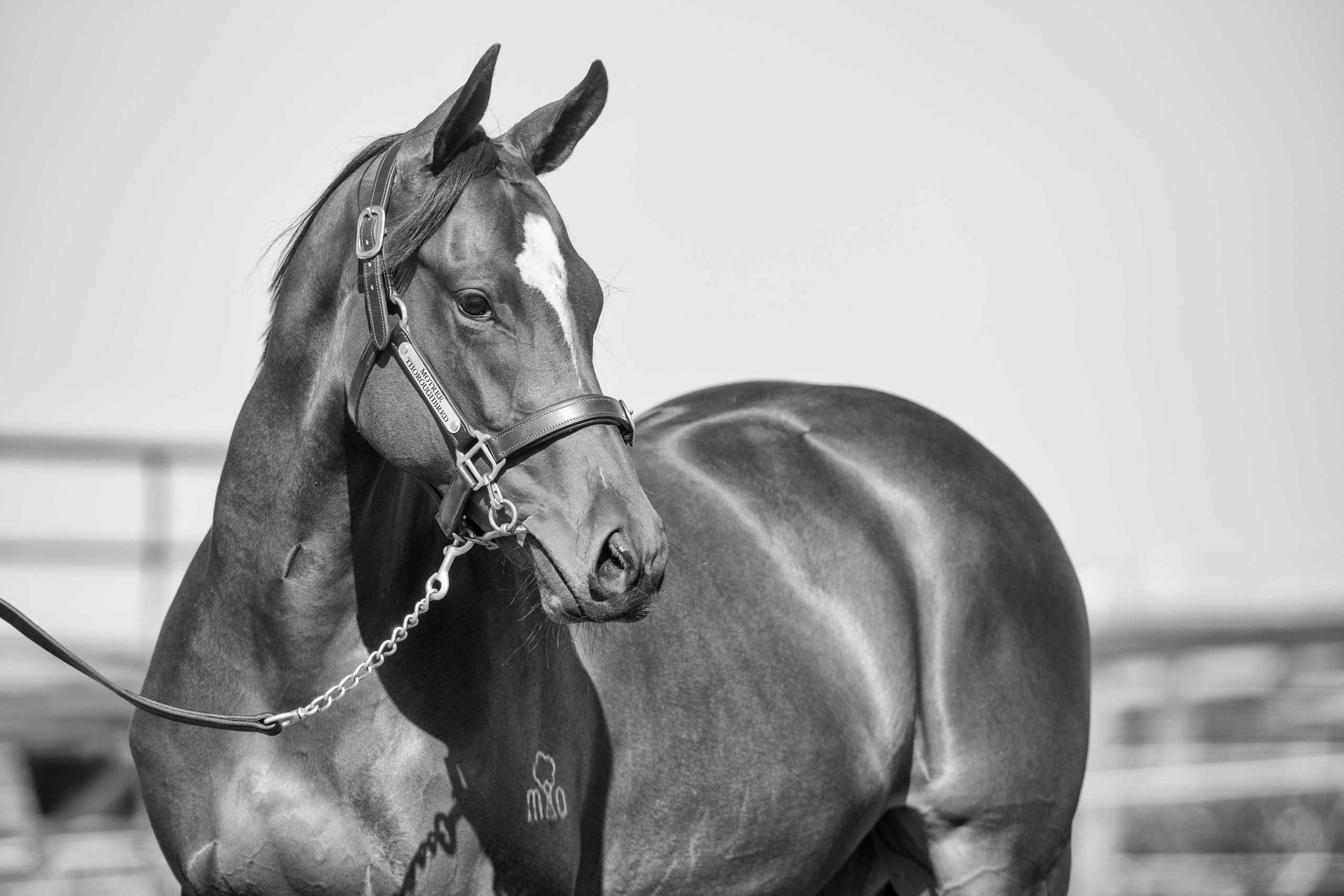 Lot 70, Toronado x Uberwald, Filly_10-02-21, Motree, Sharon Lee Chapman_0507