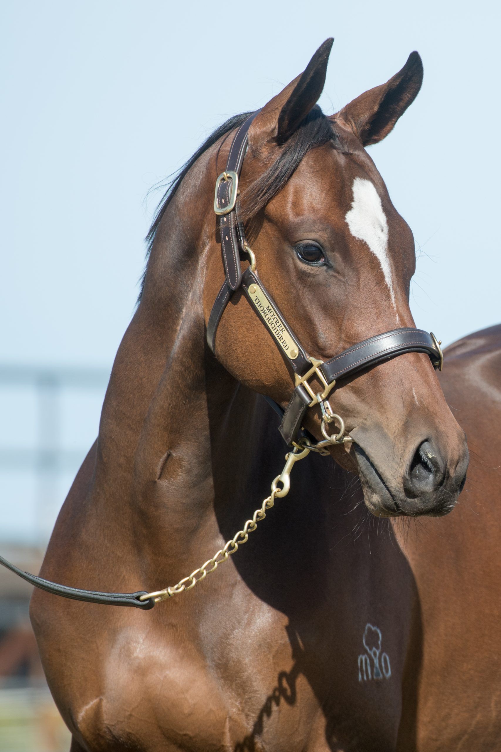 Lot 70, Toronado x Uberwald, Filly_10-02-21, Motree, Sharon Lee Chapman_0509