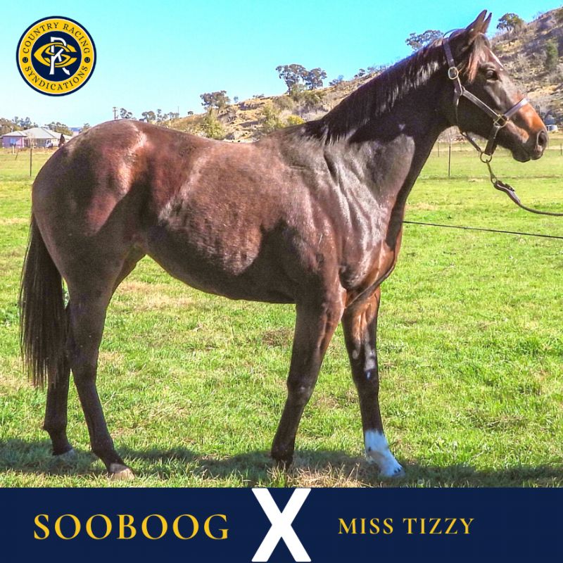 Sooboog X Miss Tizzy