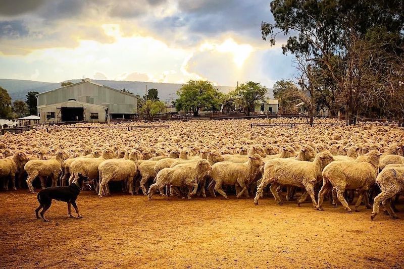 Windridge Farms An Australian Mixed Farming Enterprise